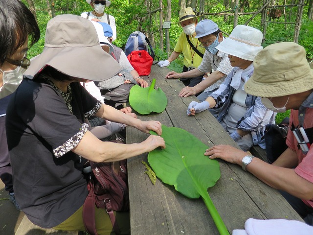 野草を触らせていただく参加者の様子